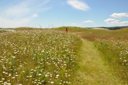 mima mounds