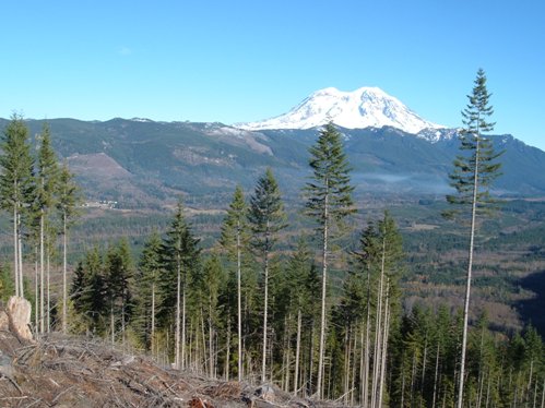 Schwing Timber Sale