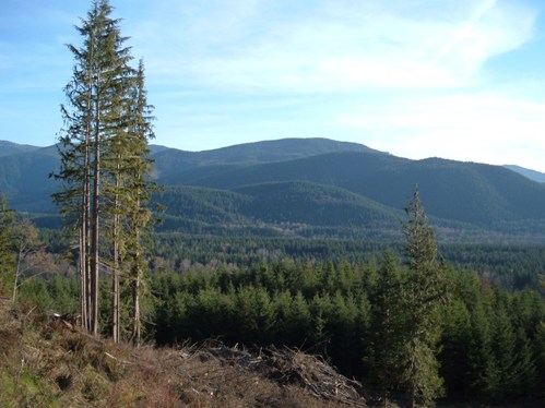 Tahoma State Forest