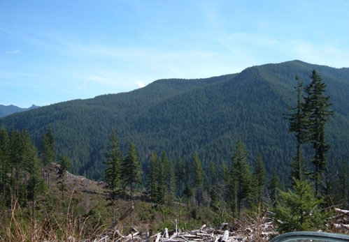 Tahoma State Forest