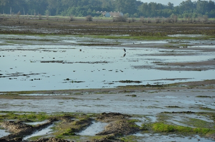 Mudflats