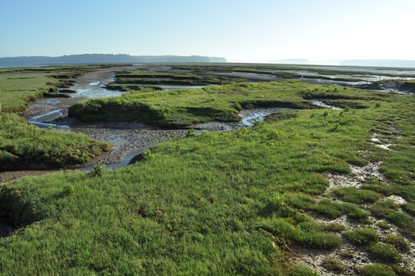 nisqually wildlife refuge