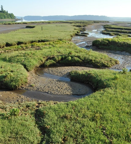 nisqually wildlife refuge