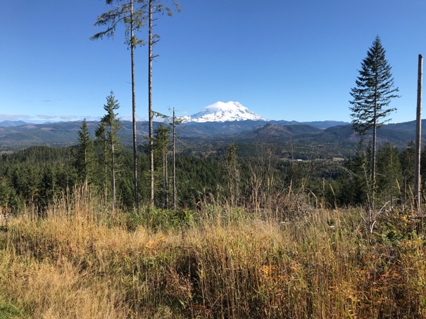 Mt. Rainier 