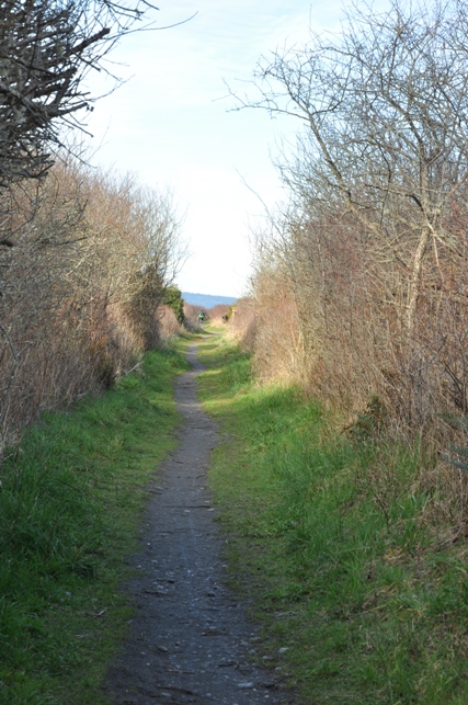 Wetland Trail