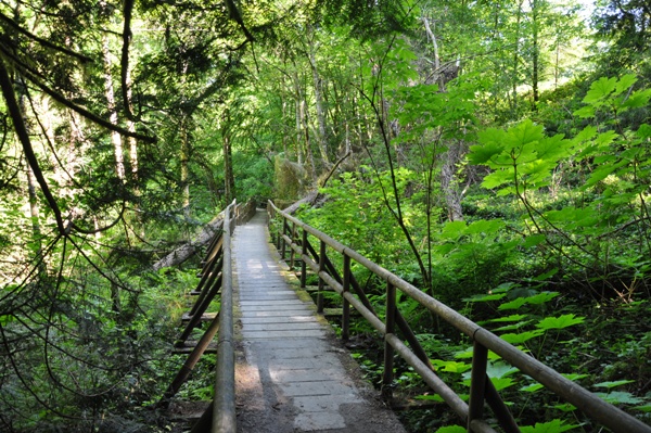 Ellis Cove Trail