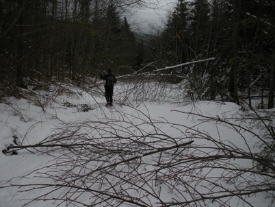 Ice storm damage