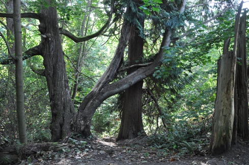 Trees in Schmitz Park 