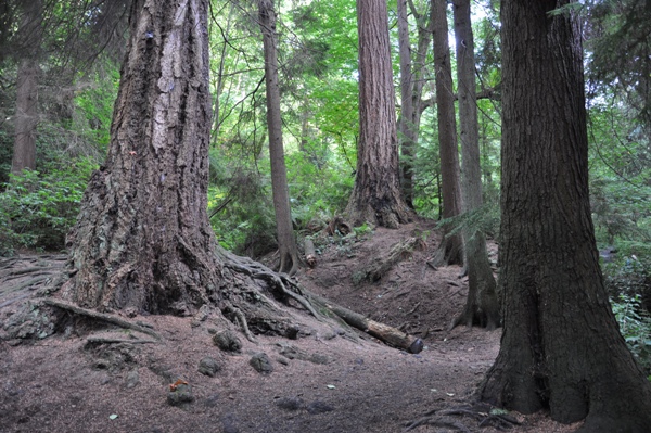 trees Schmitz Reserve