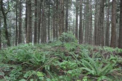 Summit of South Tiger 