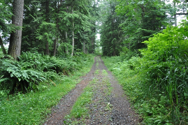 Tiger mountain road