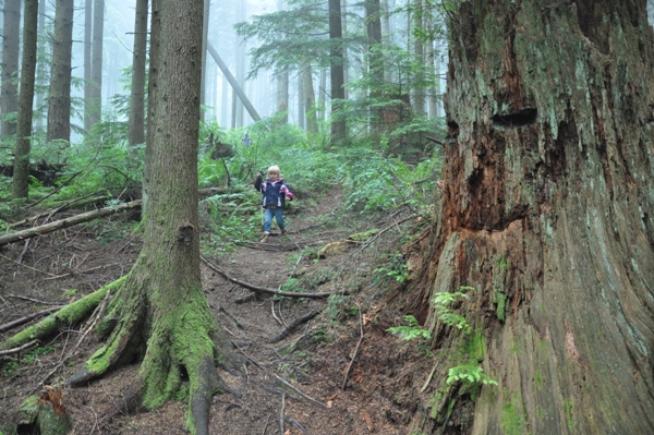 hiking tiger mountain