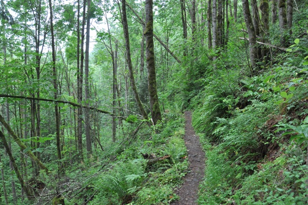 Tiger Mountain trail