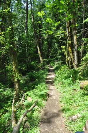 Squak Mountain Trail