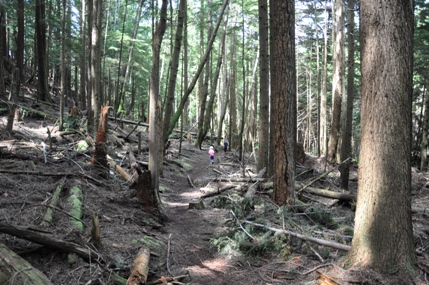 Squak Mountain Trail