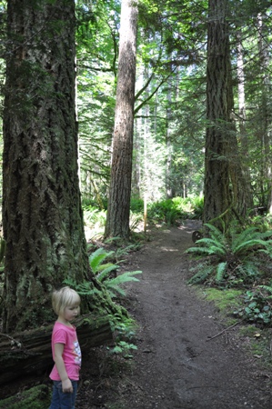 Squak Mountain Trail