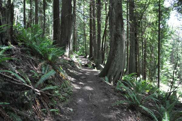 Squak Mountain Trail