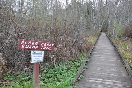 alder cedar swamp