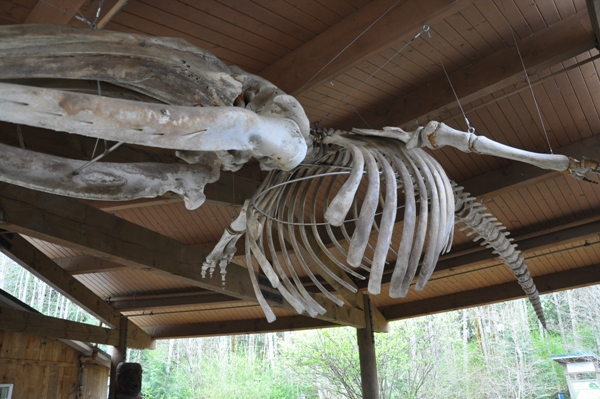 Gray Whale Skeleton