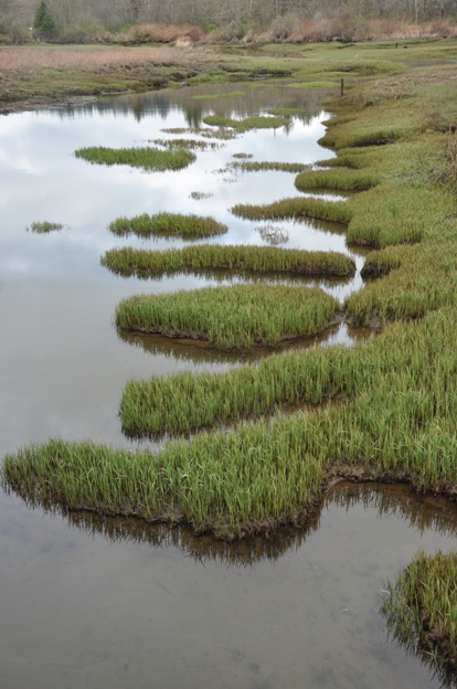 saltwater marsh