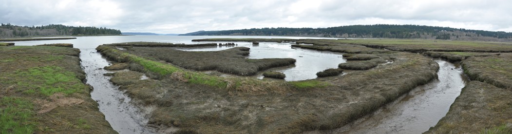 theler tidal marsh
