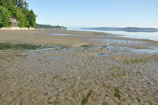 Nisqually Reach