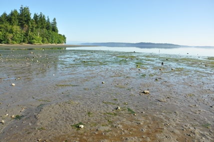 tolmie state park