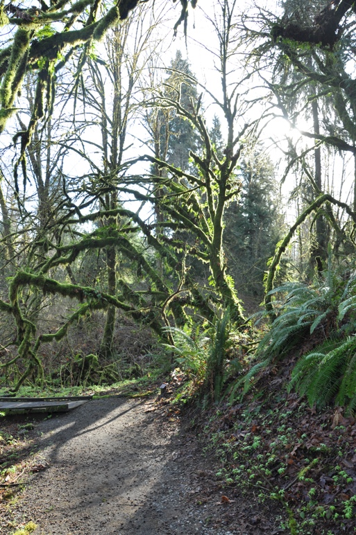 mossy tree