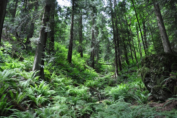 cougar mountain forest