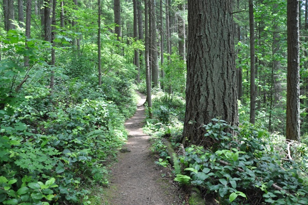 cougar mountain trails