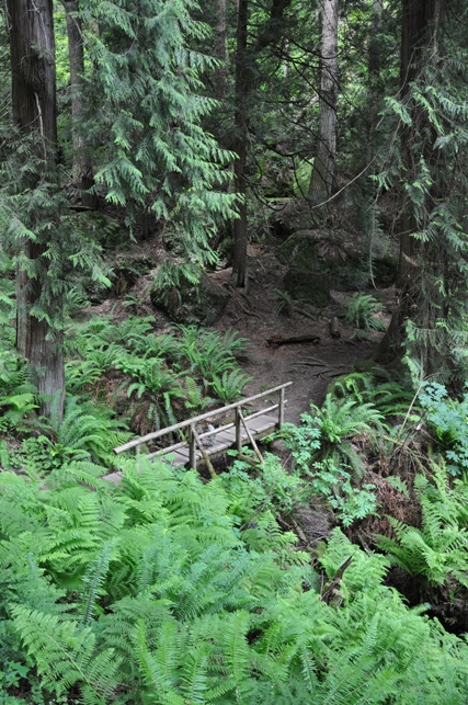 wilderness creek trail