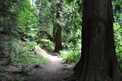 wilderness creek trail