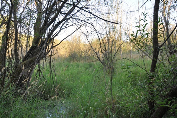 Yarrow Bay Wetlands 