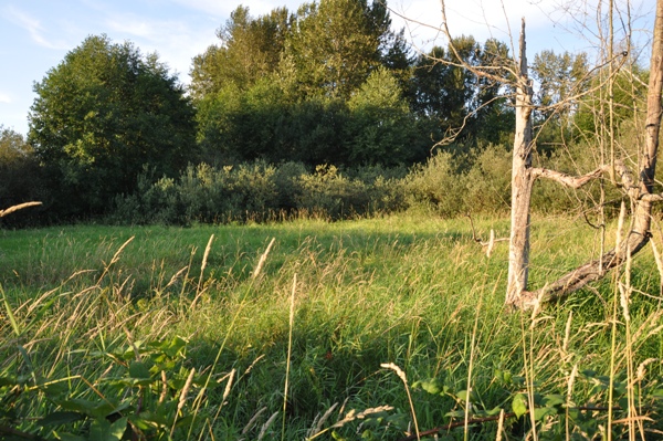 Yarrow Bay Wetlands 