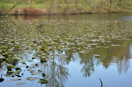 lilly pads