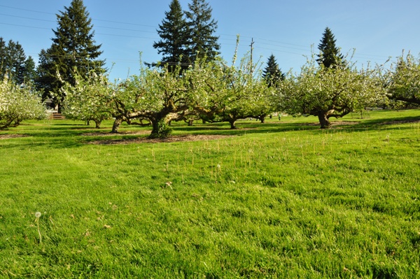 Curran Apple Orchard Park