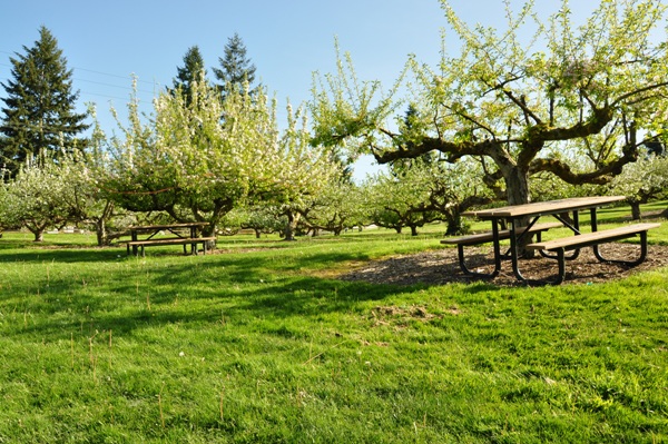 Curran Apple Orchard Park