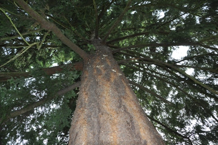 hilltop park tree