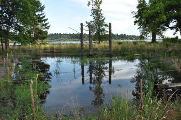 juanita beach wetland