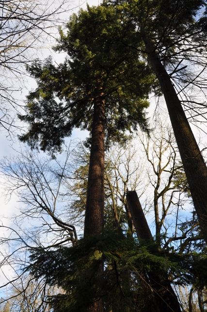 old trees