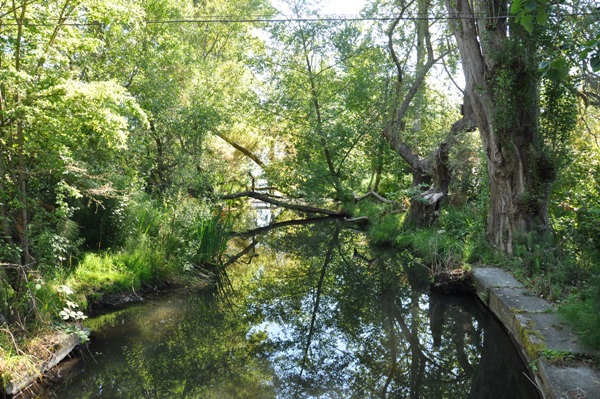 Matthews Beach wetland