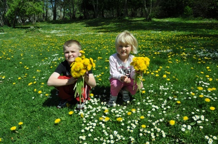 flowers