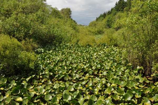 Snake Lake 