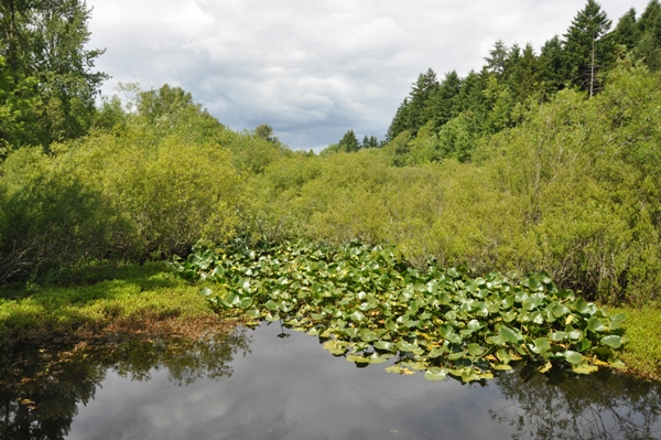 Snake Lake 