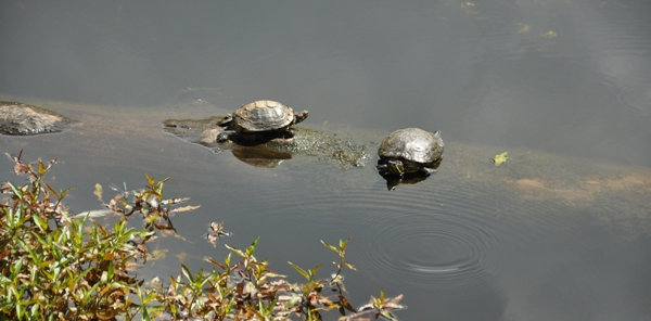 Turtles