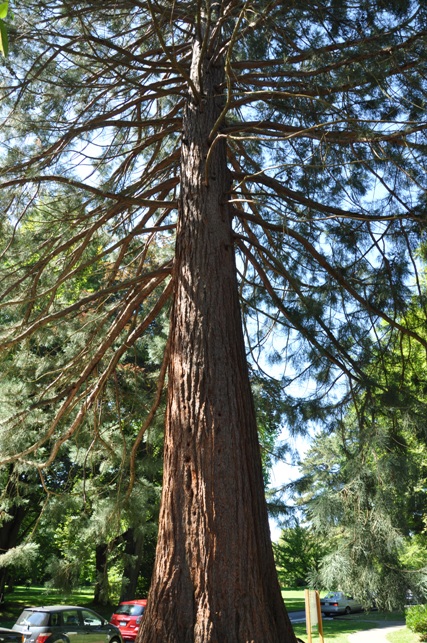 Big Cedar Tree