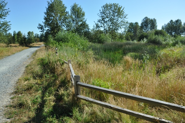 magnuson wetland