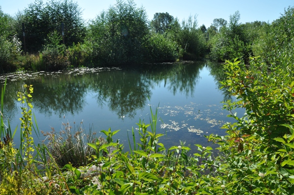 magnuson wetlands