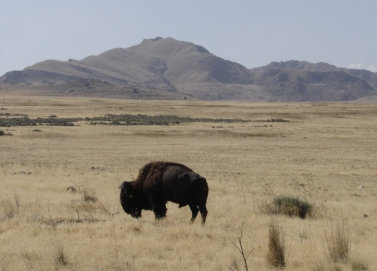 Antelope Island State Park