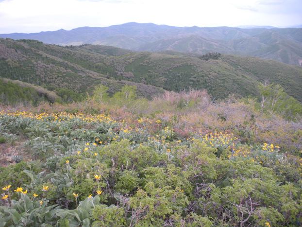 East to Lewis Peak